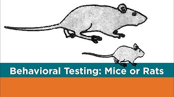 Behavioral testing in animals. Part 1: Mice or Rats?