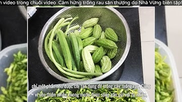 Sài Gòn: Sân thượng 20m² trồng đủ các loại rau của bà mẹ quyết nghỉ việc để dành nhiều thời gian hơn