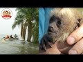 南米・巨大ダムに沈む野生動物を救え！20世紀の”ノアの方舟”プロジェクトに密着【どうぶつ奇想天外／WAKUWAKU】