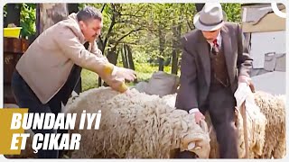 Halil Pazarlama Ile Yengeç Hüseyin, Kurbanlık Satın Aldı Bizimkiler Özel Sahneler