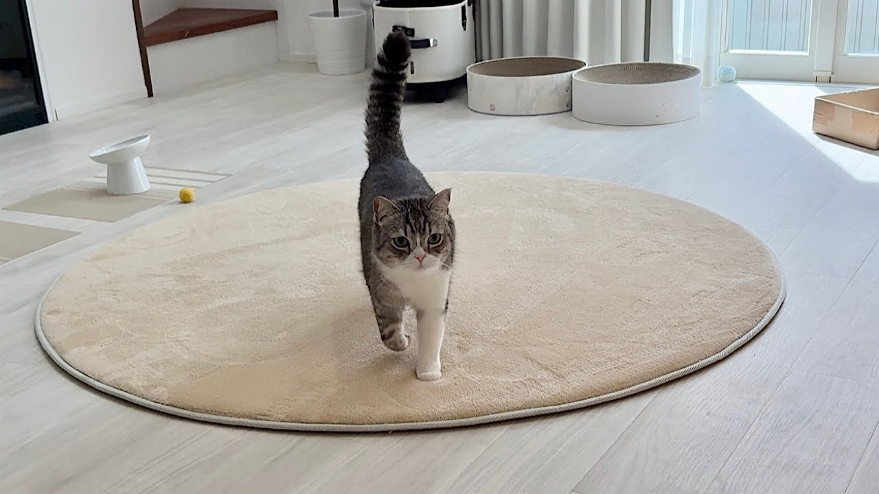 買い物から帰ると猛ダッシュで出迎えてくれるもち笑 - YouTube