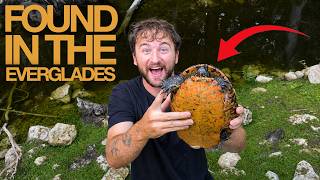 8 Straight Hours in the Everglades, Heres What I Found...