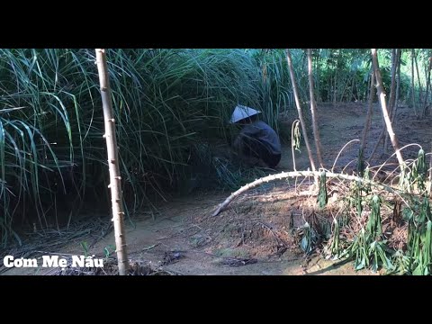 Video Cá rô phi hấp lá đinh lăng thơm ngon bổ dưỡng Mẹ làm -... - youtube