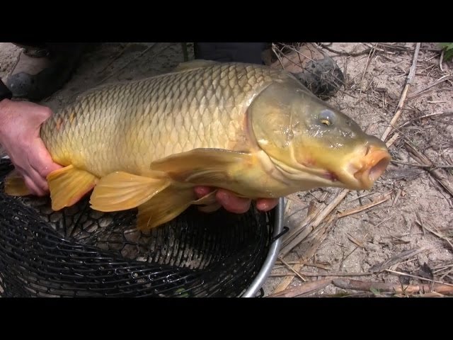 Circle Hooks and Bolt Rigs to Catch Common Carp from the Shoreline