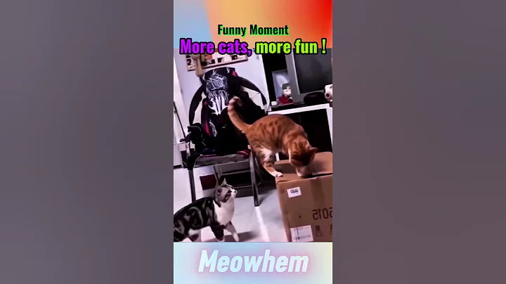 Watch the video about Life Without Cats Is Boring-Best Cat Moments #funnypets #cat #memes #pets2025