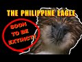 The Tragic Reality of the Philippine Eagle!