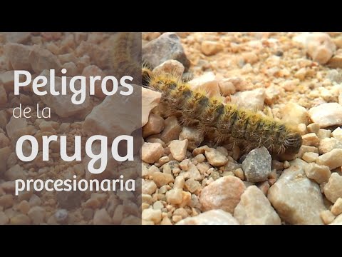 Procesionaria · Prevención, síntomas y tratamiento en perros 🐛