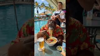 オランウータンとラーメンバカンス〜Orangutans eating ramen by the poolside