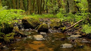 Relaxing and calm sounds from the gentle mountain stream in the forest - Running water to rest