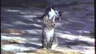 De katjes in Spanje