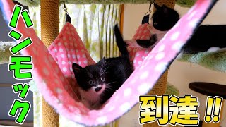 The kittens reached the hammock for the first time