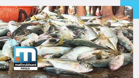 New Kit To Detect Chemicals In Fish In 3 Seconds | Mathrubhumi News