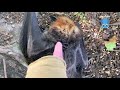 Rescuing a baby flying-fox on the ground:  this is Finglas