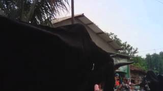 Bantengan raja gumbarang paras pacet mojokerto