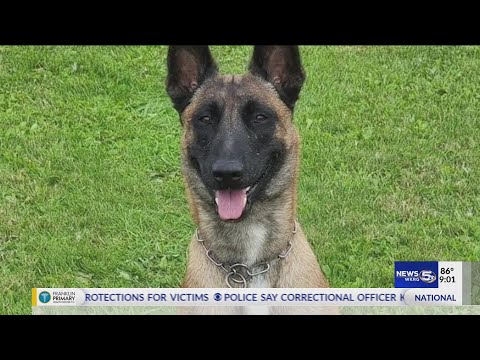 Video: Pet Scoop: K9 Shot in the Line of Duty Dies, Extatische Collie herenigd met eigenaar