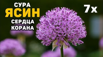 Сура Ясин сердца Корана 7 раз سورة يس слушайте утром и вечером! #islam #quran #surah #yasin #коран