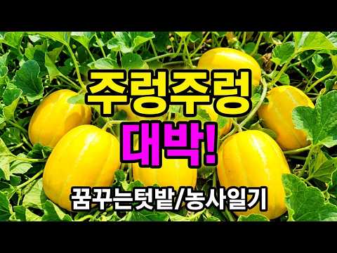 유튜브 미리보기