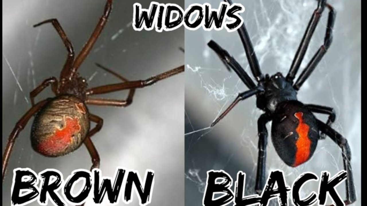 wandering spider vs black widow