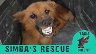 She shows nothing but teeth to her rescuer but in 3 days they became friends  Simba Takis Shelter