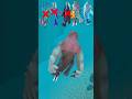 Hungry Shark World Shark Vs Hungry Shark Evolution 