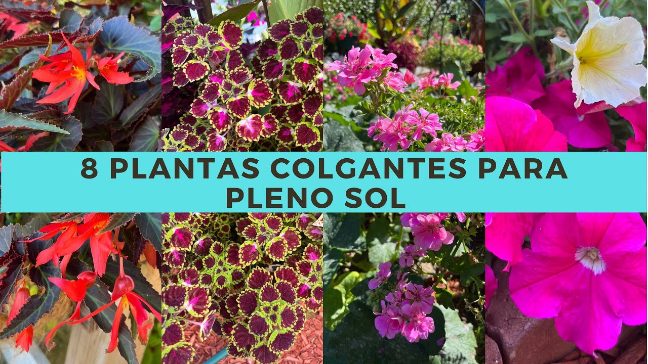 8 plantas COLGANTES para pleno SOL | PLANTAS colgantes al - YouTube