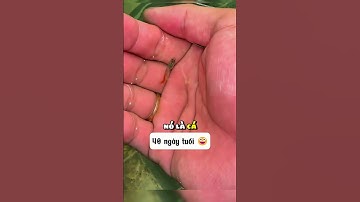 Sự trưởng thành của con cá xinh đẹp 😍