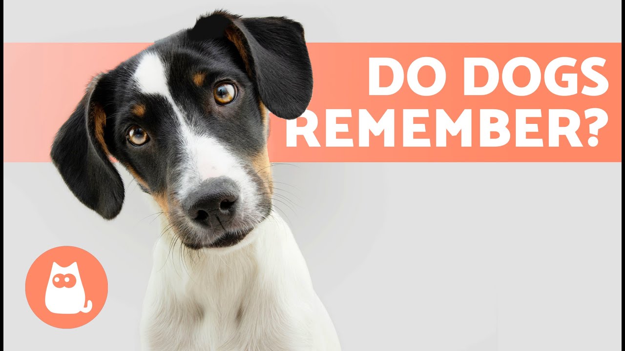 how well do dogs remember