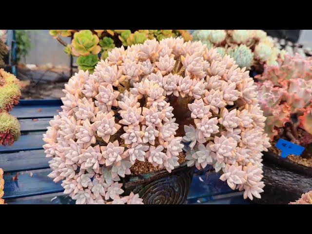 多肉植物资料49 淡雪graptopetalum Victor Kane Youtube