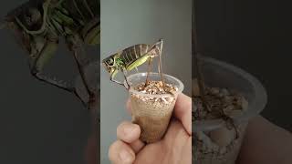 Así ponen huevos los grillos #grillos #saltamontes #biologia