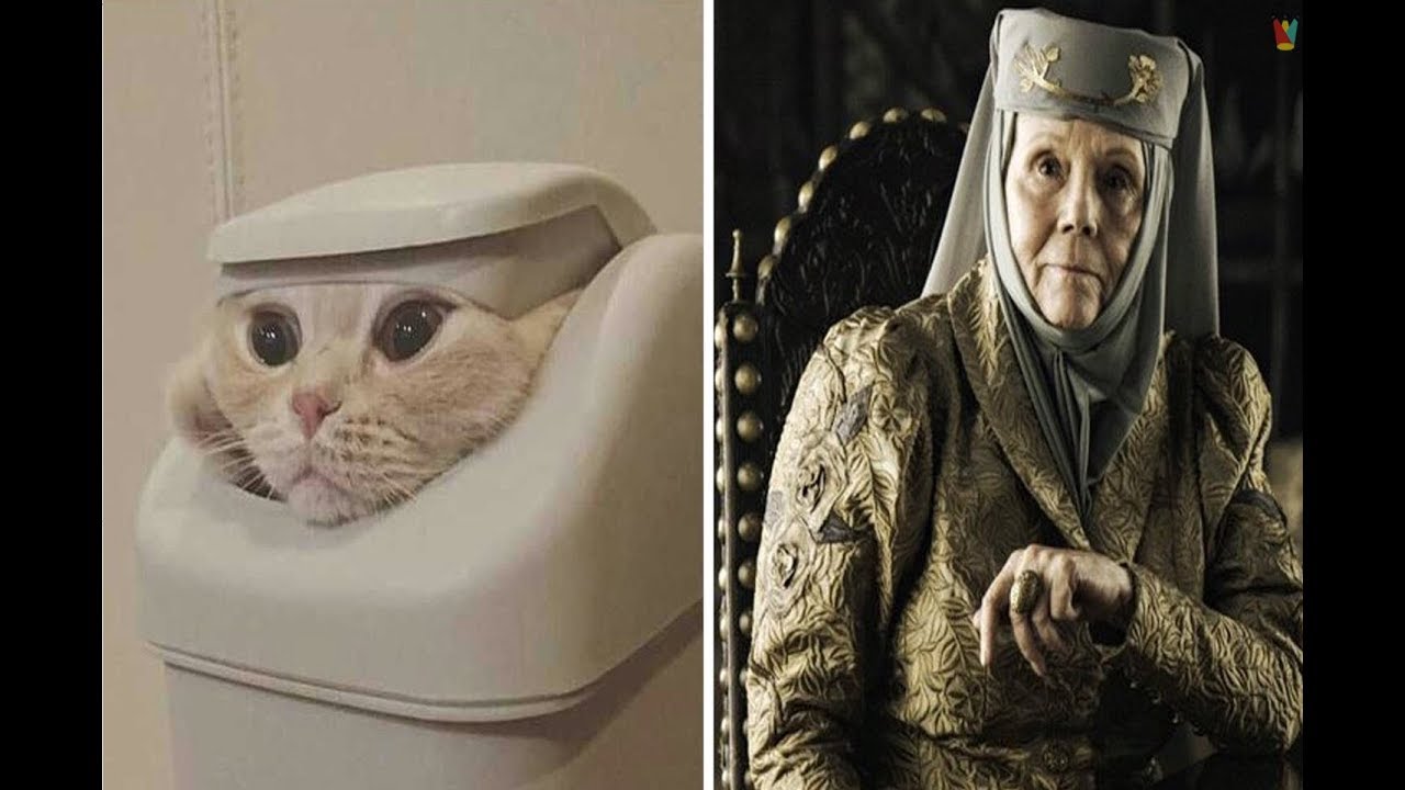 20+ Animals Who Look Like TV and Movies Characters - YouTube