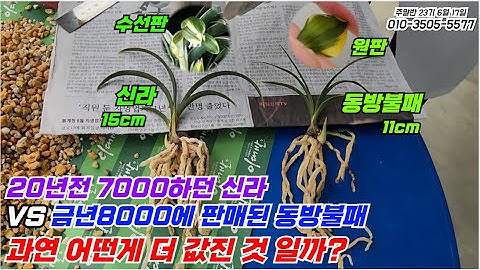 동방시세분석 - Youtube