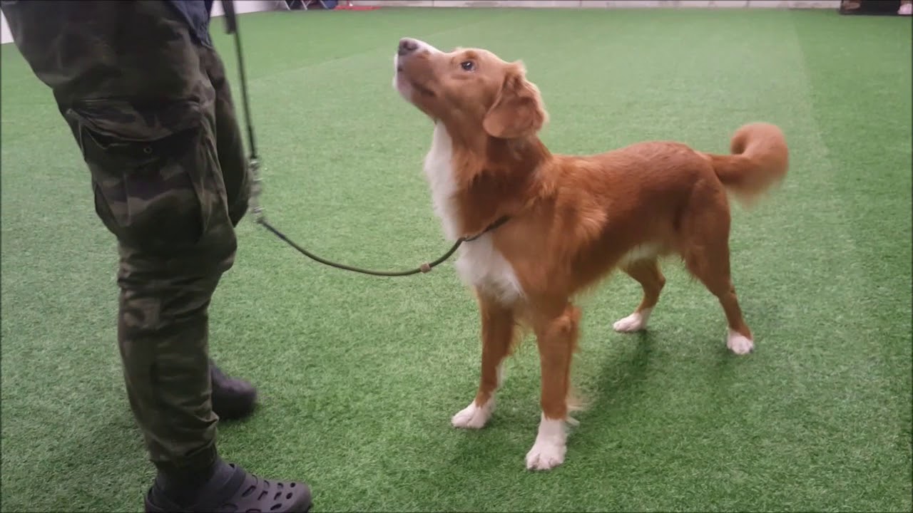 Näyttelykoulutus: Nova and Fan Yu handler 8.12.2018