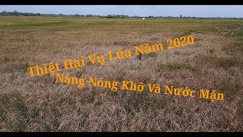 Thiệt hại về cánh đồng lúa nắng nóng và khô hạn
