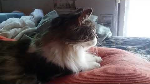 Reverse sneezing in cats