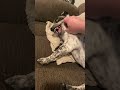 #crazydog #disableddog