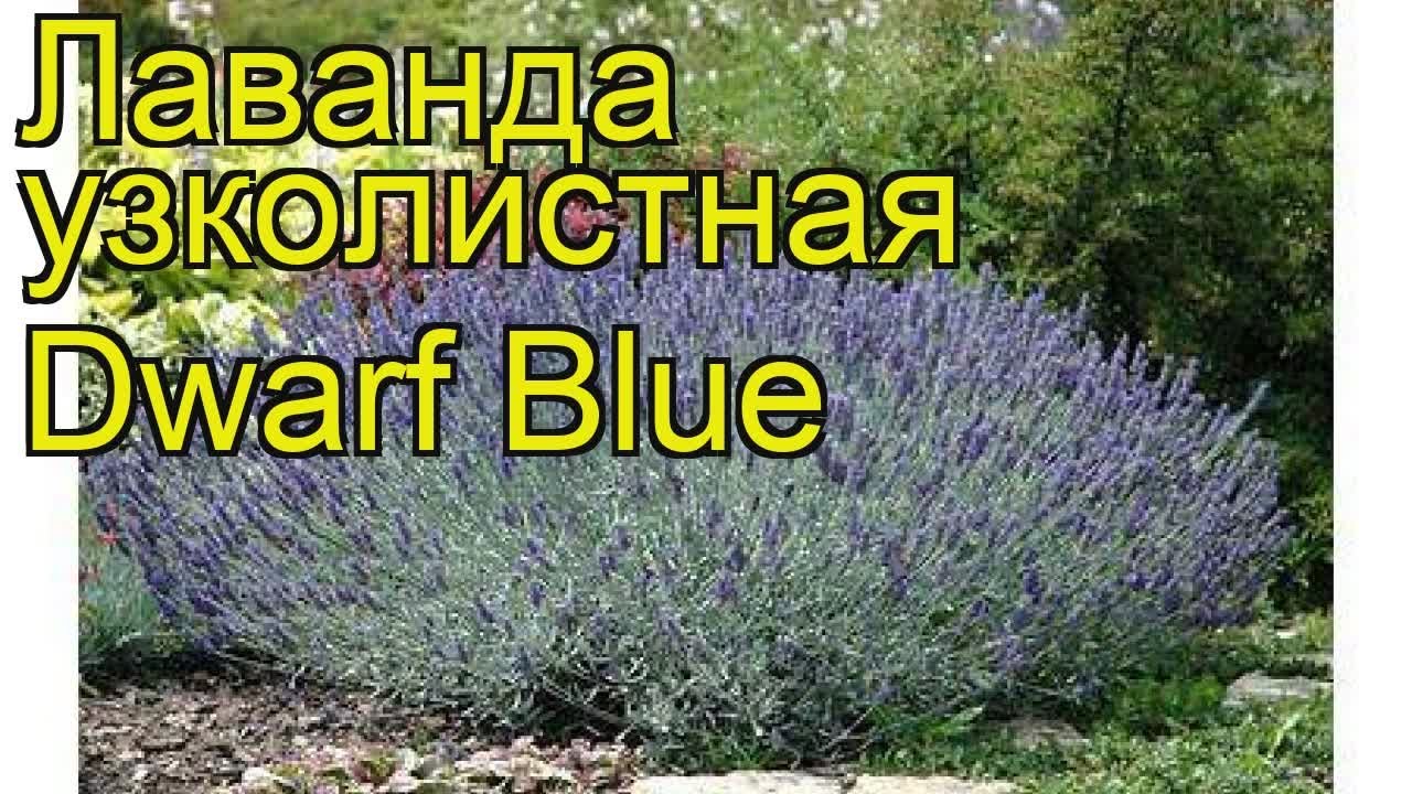 Лаванда Дварф Блю Описание Сорта Фото