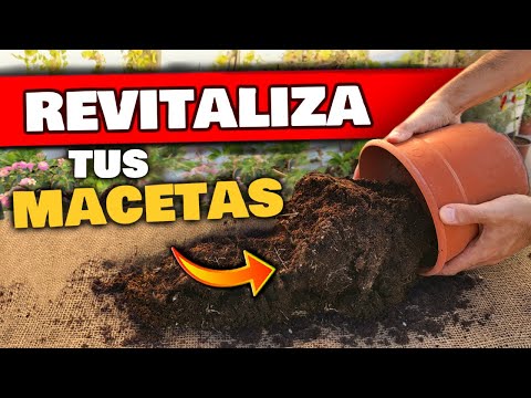 Video: Cómo reemplazar la tierra para macetas: con qué frecuencia poner tierra nueva en los contenedores