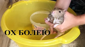 КРЫСА БОЛЕЕТ! Выводим паразитов у крыс! Часть 1