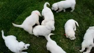 English Cream Golden Retriever Puppies For Sale