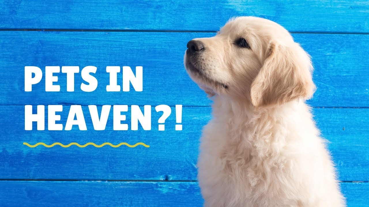 Where In The Bible Does It Say We Will See Our Pets In Heaven