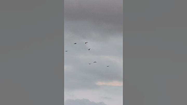 Guli Mata song. you can fly.❤️