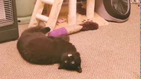 My Cat reviews the KONG Kickeroo Cuddler Cat Toy (it