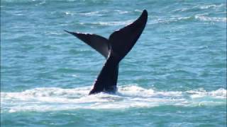 Whale watching from De Kelders near Gansbaai, South Africa