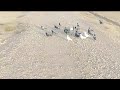 الحمام يخبر عن مفترس