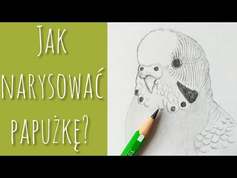 Wideo: Jak Narysować Falistą Papugę