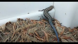 Five-Lined Skink (Lizard)