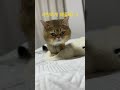 꾹꾹이 #cat #리츠 #고양이#cutecat #funnycats#catshorts#shortvideo #short