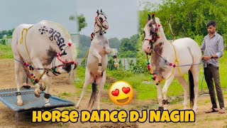 Download Lagu HORSE DANCE DJ NAGIN SONG😍 MUSKAN FARM RAHAPUR #viralvideo MP3 Download Lagu HORSE DANCE DJ NAGIN SONG😍 MUSKAN FARM RAHAPUR #viralvideo MP3