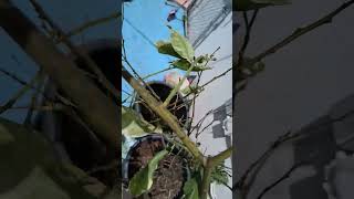Rescuing a Drought-Stricken Pink Lemon Tree 🍋 Will It Survive?