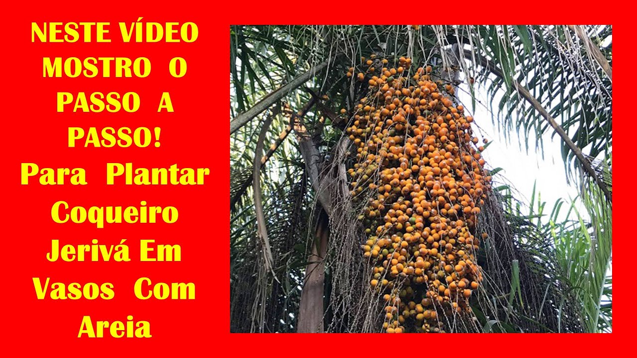 Quanto Tempo Demora Para Crescer Um Coqueiro